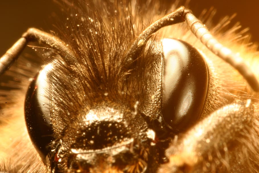 macro, hummel, insect, close up, head, probe, compound eyes | Wallpaper Flare