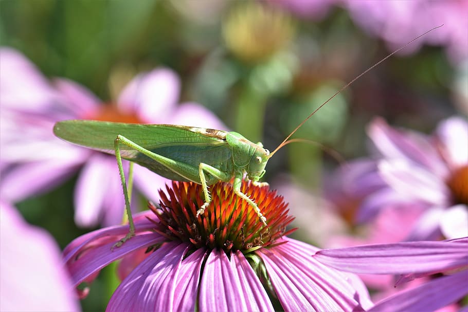 grasshopper, insect, animal, green, close, macro, plant, echinacea HD wallpaper