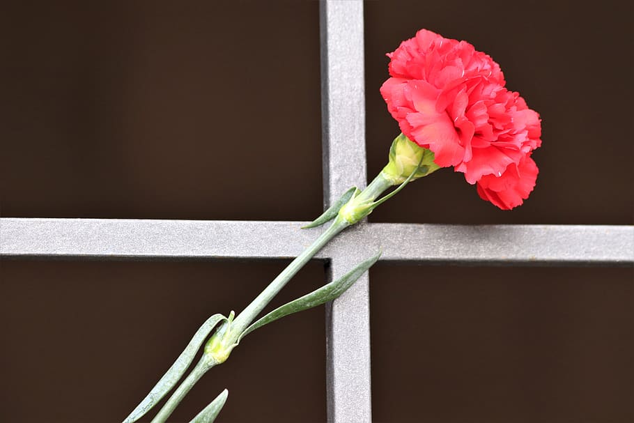 red carnation, metal grid, tomb entrance, condolence, architecture, HD wallpaper
