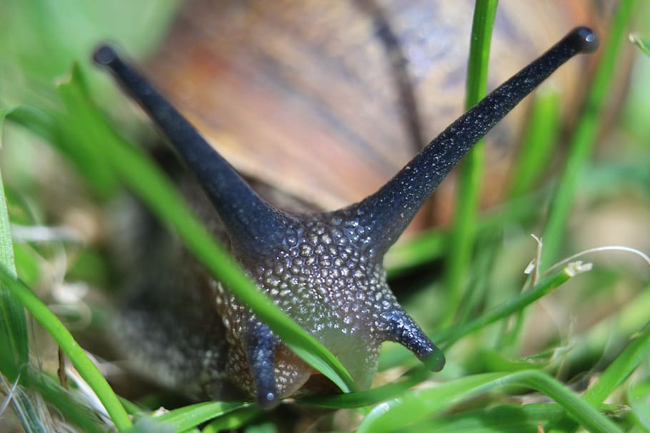 Macro, Snail, Nature, animal, close-up, slimy, wildlife, grass HD wallpaper