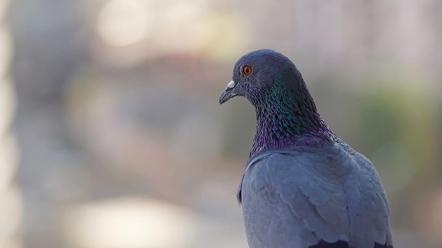 grey pigeon shallow-focus photography, bird, bird looking, blur HD wallpaper