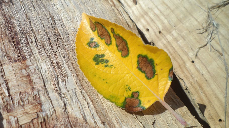 Leaf, Fall, Autumn Leaves, Yellow, Apple, nature, tree, brown HD wallpaper