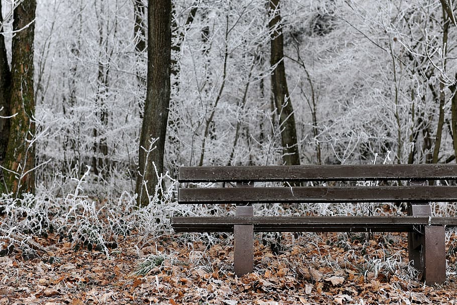 frost, winter, cold, snow, wintry, winter magic, nature, frozen HD wallpaper