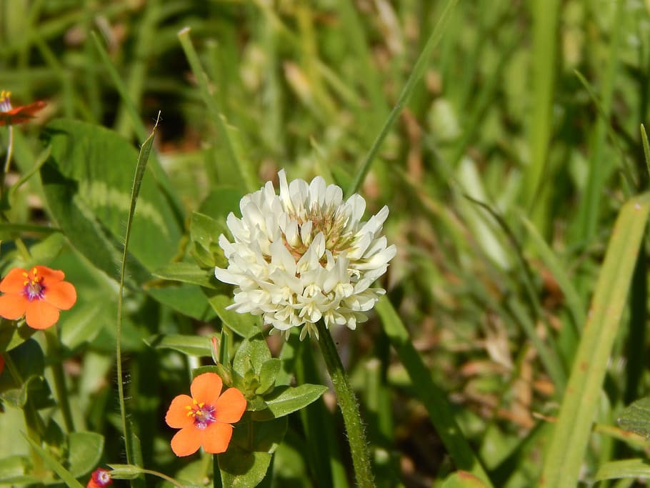 clover, white, flowers, wild, flowering plant, vulnerability HD wallpaper