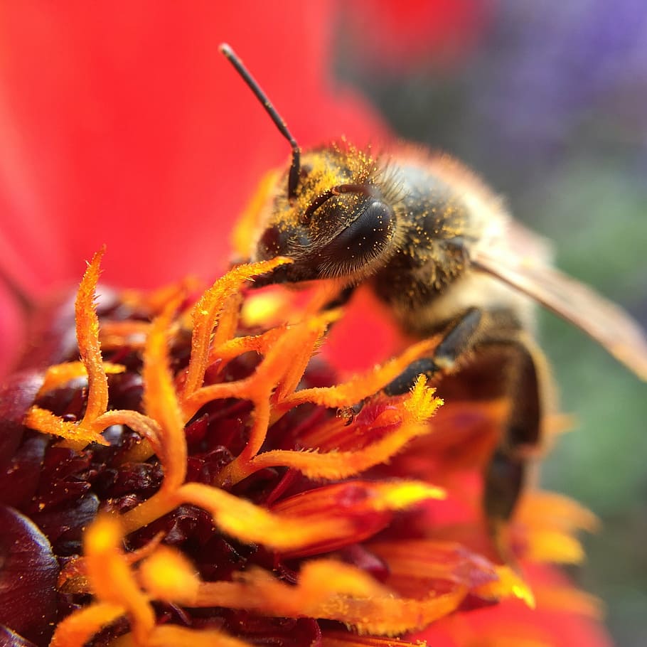 red, bee, work, summer, flower, colorful, bright, garden, honey HD wallpaper