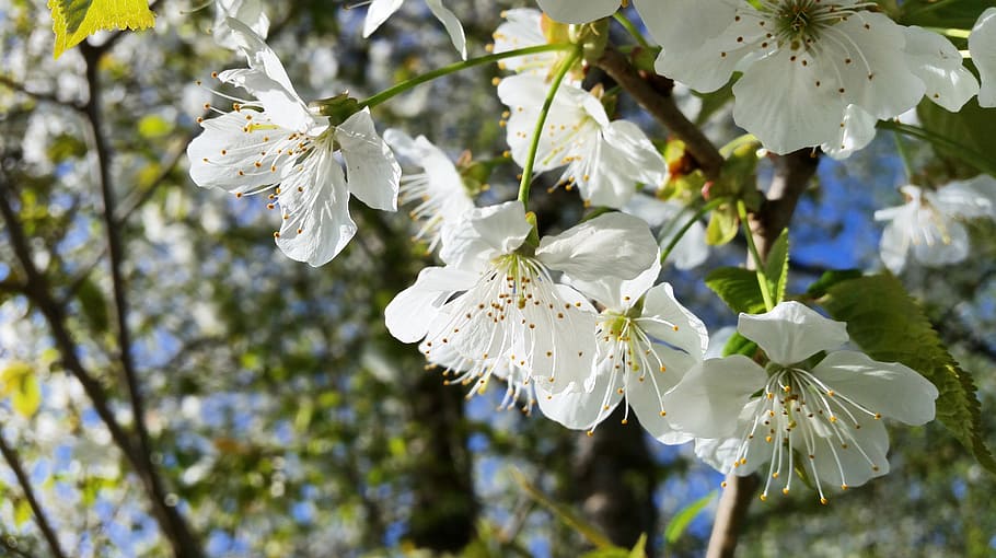 blossom, bloom, tree, nature, ornamental cherries, spring, plant HD wallpaper
