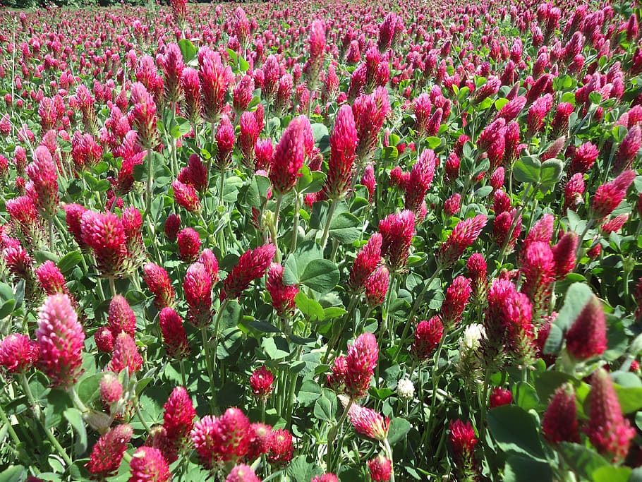 clover, red, meadow, field, flowering plant, beauty in nature HD wallpaper