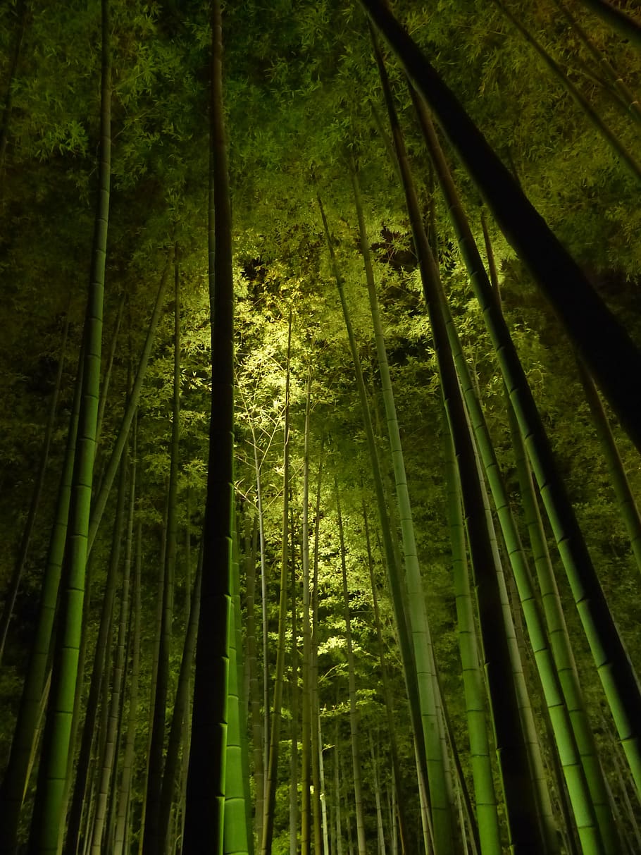 bamboo forest, kyoto, kodai-ji temple, green light, darkness, HD wallpaper