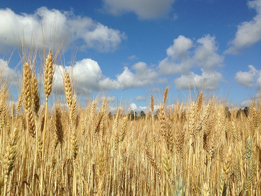 HD Wallpaper: Wheat Field Under Gray Sky, Agriculture, Arable, Barley