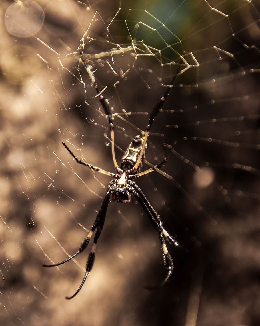 Spider Silk, Network, Catch, cobweb, close, spider web, survival HD wallpaper