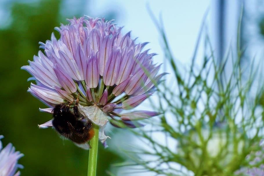 bee, flower, allium, spring, flowering plant, fragility, growth HD wallpaper