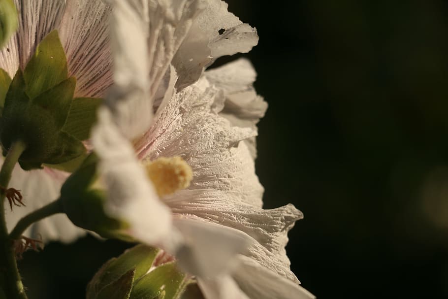 flower, spring, white, plant, vulnerability, close-up, growth HD wallpaper