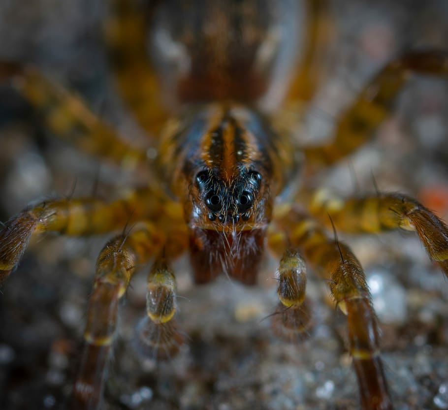 spider, arachnids, macro, animal wildlife, animal themes, one animal HD wallpaper
