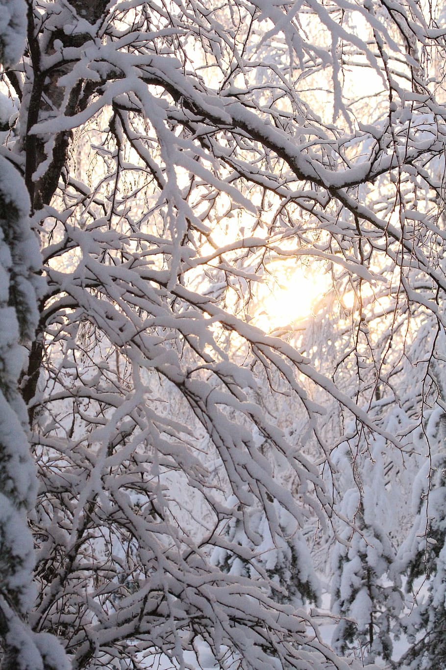 sun, winter, snow, landscape, frost, finnish, tree, cold temperature HD wallpaper