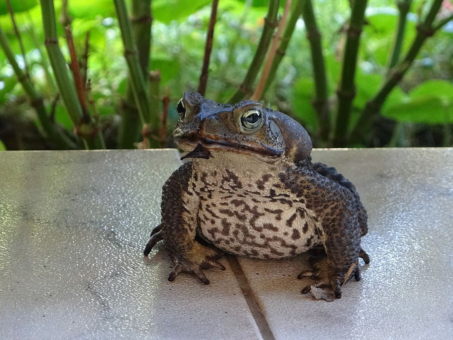 Frog, Stains, Eye, one animal, animal wildlife, animal themes HD wallpaper