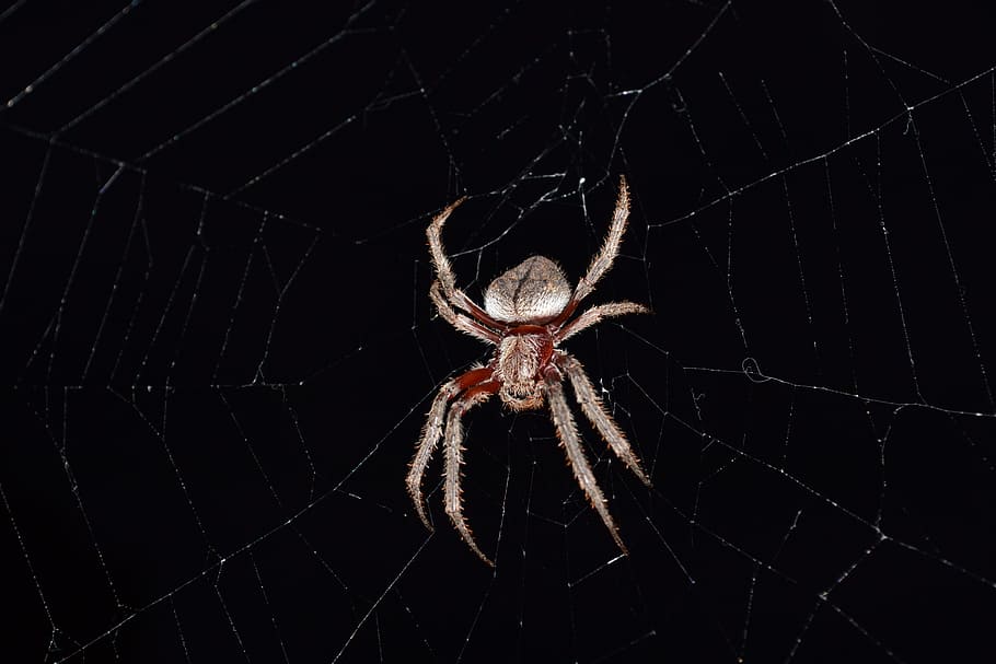 Orb, Spider, Arachnid, Insect, Web, nature, golden, weaver HD wallpaper