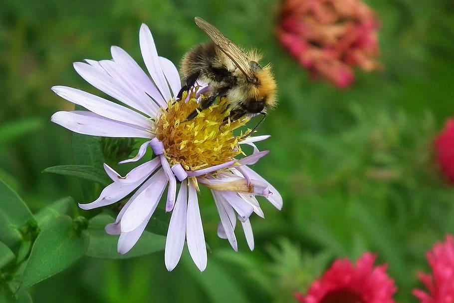 Flower, Aster, Bee, Violet, insect, nature, plant, one animal HD wallpaper