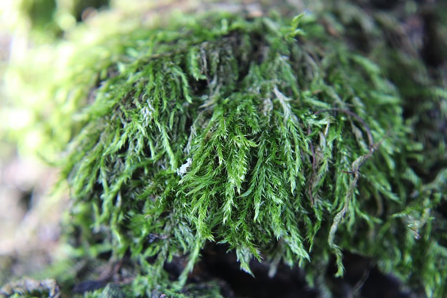 moss, nature, close, weave, macro, vegetation, forest, green HD wallpaper