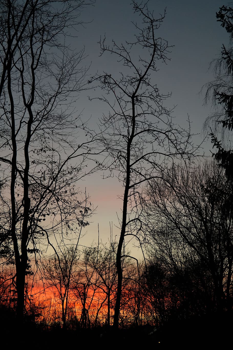 trees, tree trunks, sunset, afterglow, evening sky, clouds HD wallpaper