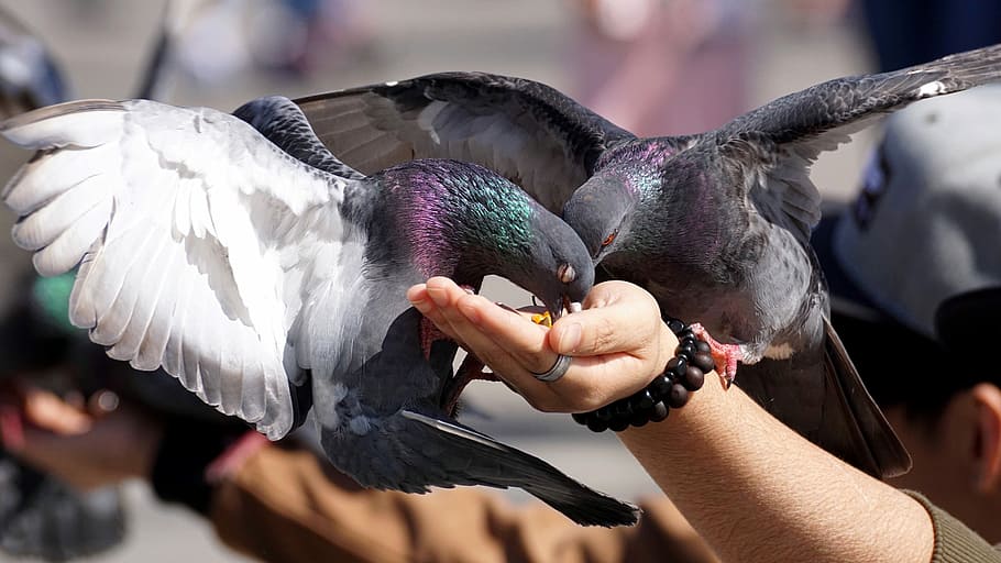two gray rock pigeons, feed, hand, fly, space, wing, dove, city HD wallpaper
