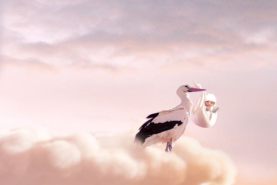 500+ HD Stork Wallpaper Photos for Free Download on Pngtree