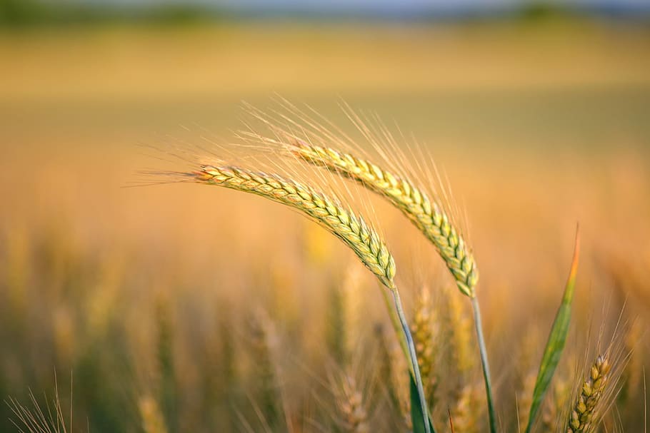 selective focus photography of paddy, nature, grain, cornfield HD wallpaper