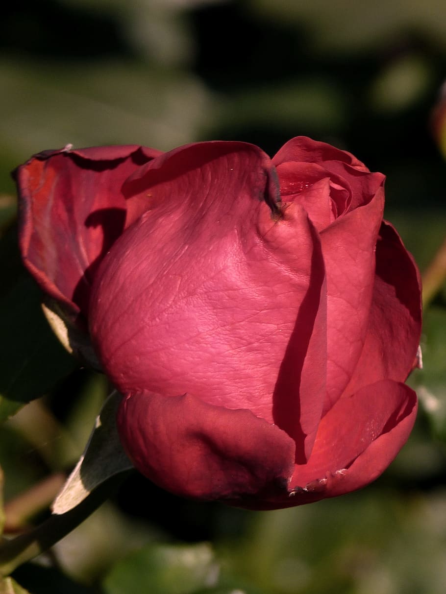 Close, Blossom, Bloom, rose, red, bud, flower, plant, nature HD wallpaper