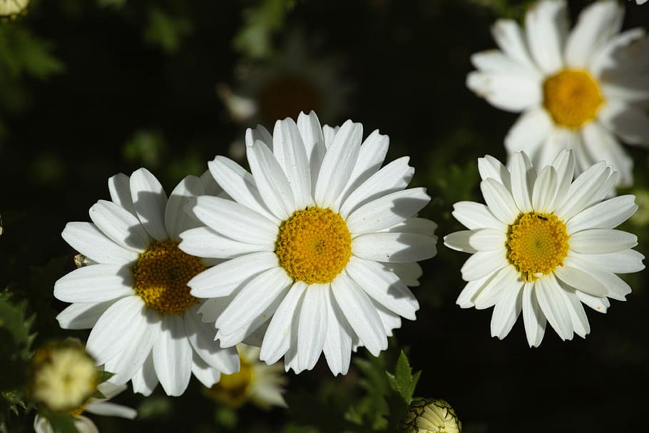 flower, nature, daisy, macro, garden, white, yellow, peace HD wallpaper