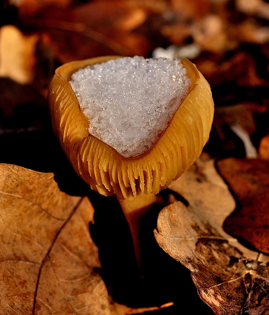 mushroom, snow, leaf, winter, nature, forest, autumn, season HD wallpaper