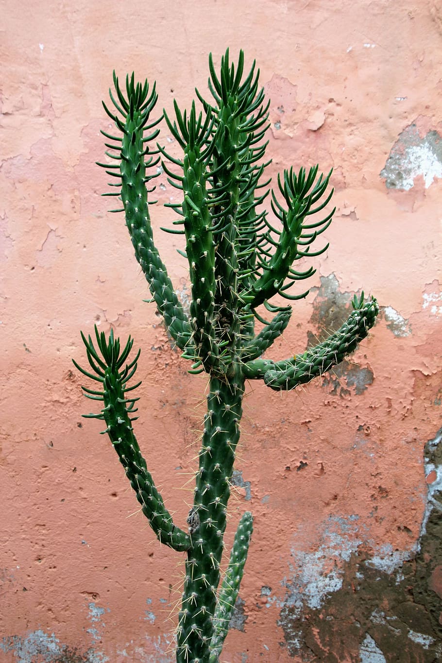 green snake plant, cactus, prickly, spur, potted plant, nature HD wallpaper