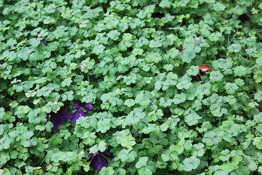 Clover, Luck, Fresh, green, lucky, green color, plant, leaf HD wallpaper