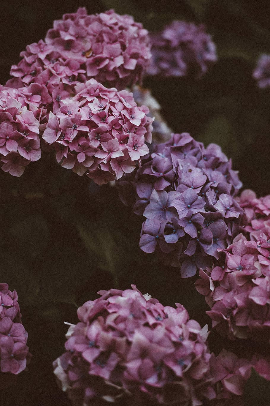 photo of pink and purple petaled flowers, shallow focus photography of pink and purple flowers HD wallpaper
