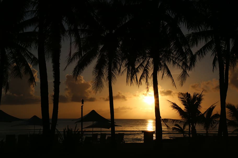 sunset, beach, palm tree, nature, water, sky, silhouette, beauty in nature HD wallpaper