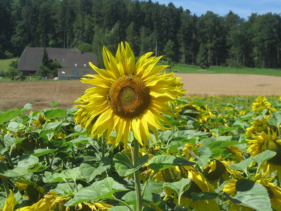 Sun, Sun, Sun Flower, Excel, yellow, fragility, field, nature HD wallpaper