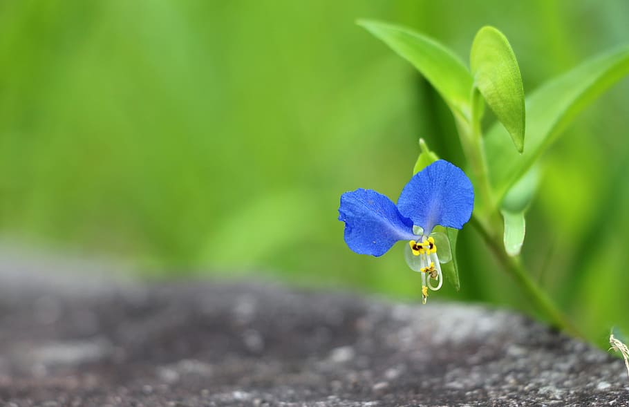 leaf, plant, nature, green, garden, flora, vegetation, flowers HD wallpaper