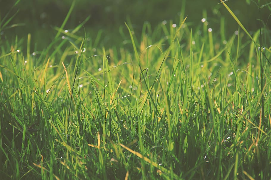 green grass, color, lime, sun, outside, nature, plant, growth HD wallpaper