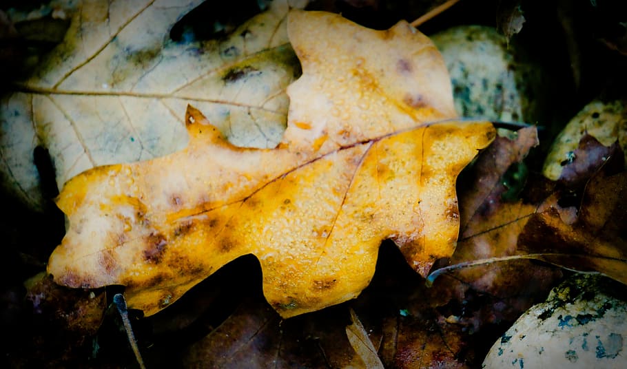 fall, forrest, leaf, winter, yellow, plant part, close-up, autumn HD wallpaper