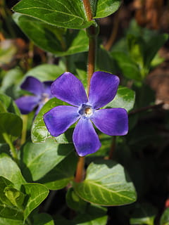 periwinkle, flower, blossom, bloom, purple, violet, vinca, dog gift greenhouse HD wallpaper