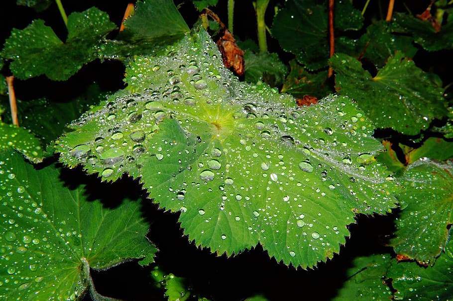Leaves, Moist, large, green, drop of water, close, beautiful HD wallpaper