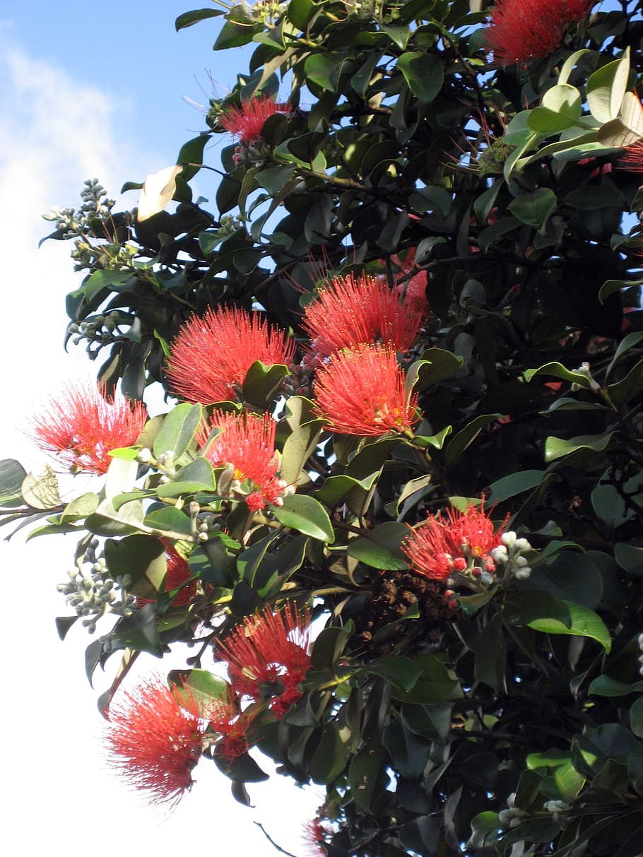 flowers, vines, tree, shrub, floral, south pacific, colorful HD wallpaper