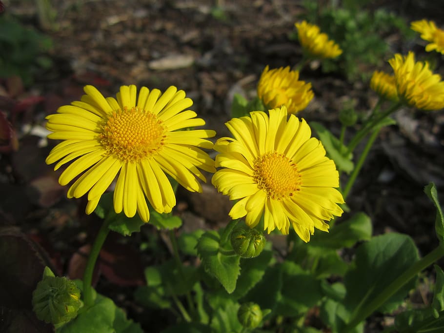 spring, flower, plant, flowers, yellow, flowering plant, fragility HD wallpaper