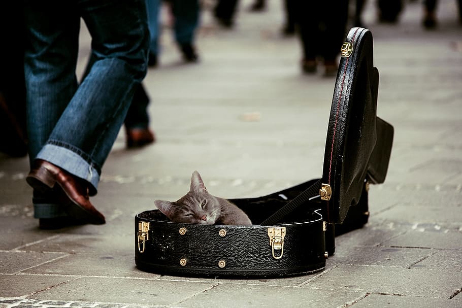gray cat in black leather guitar case, kitty, animal, pets HD wallpaper