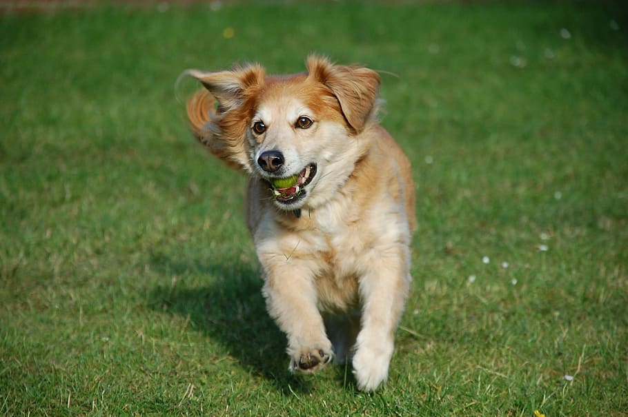 short-coated tan dog running on grass field, animals, cute HD wallpaper