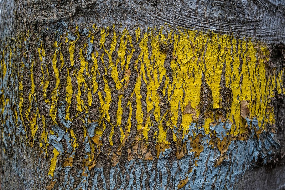 tree, tribe, color, yellow, wood, diker sanders, nature, log HD wallpaper