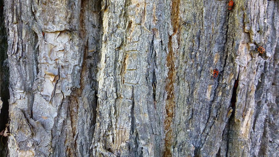 tree, bark, wood, structure, beetle, textured, backgrounds