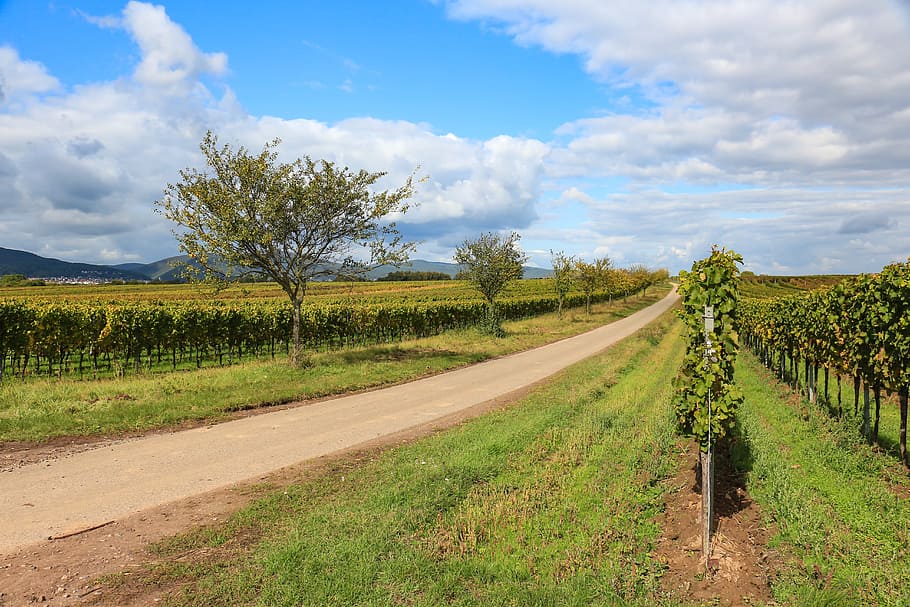 vineyard, wine, vines, away, autumn colours, vintage, grapevine landscape HD wallpaper