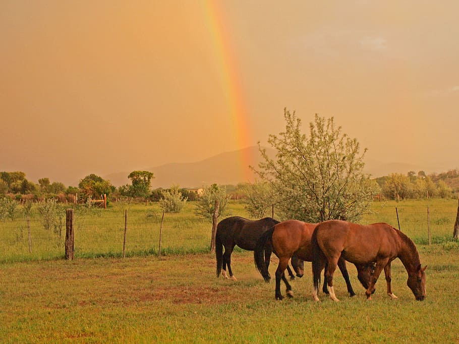 horses, equine, rainbow, nature, clouds, beautiful, colorful HD wallpaper