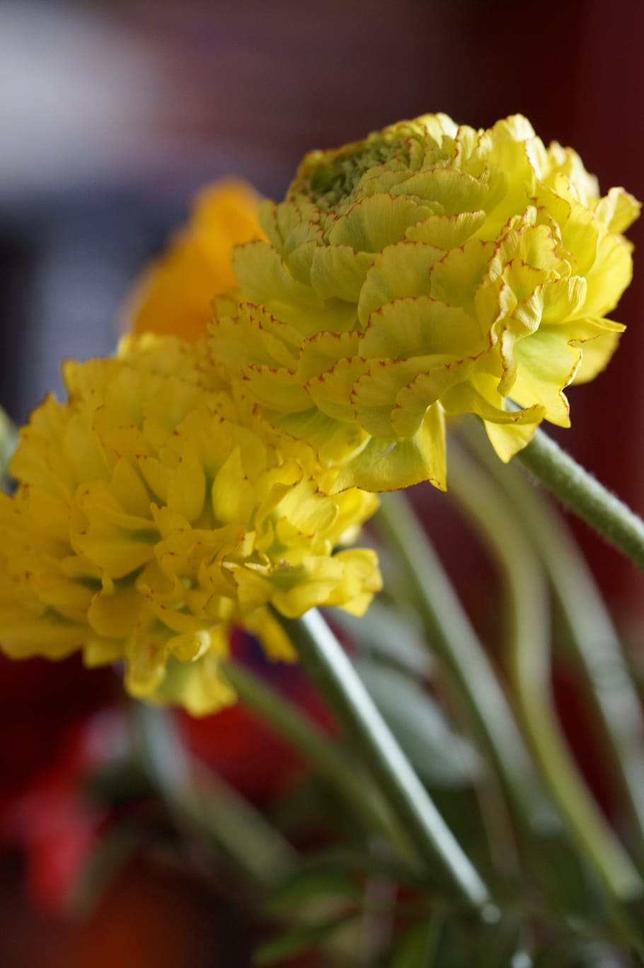 flower, blossom, bloom, ranunculus, red, plant, close, schnittblume HD wallpaper