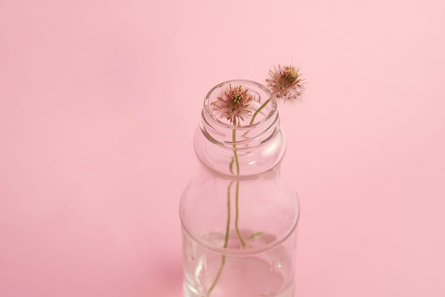 macro photography of clear glass jar with two brown dandelion flower, HD wallpaper