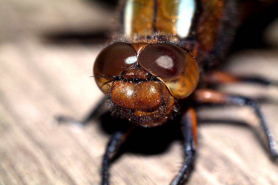 ważka, insect, dragonflies, nature, macro, closeup, invertebrate, HD wallpaper